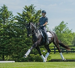 Westfalen Under Saddle in Dressage