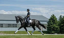 Westfalien Riding Dressage Westfalen Under Saddle in Dressage