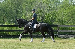 Westfalen Under Saddle in Dressage
