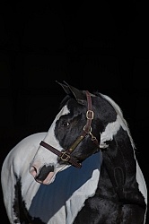 American Paint Horse Portrait