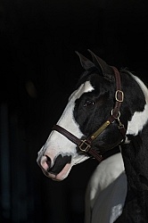 American Paint Horse Portrait