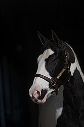 American Paint Horse Portrait