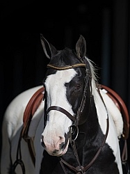 American Paint Horse Portrait