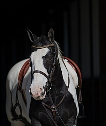American Paint Horse Portrait