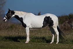 American Paint Conformation