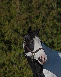 American Paint Portrait