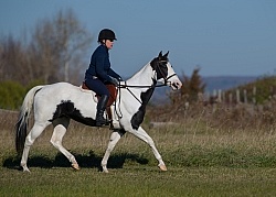 American Paint Under Saddle English