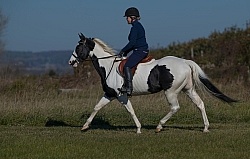 American Paint Under Saddle English