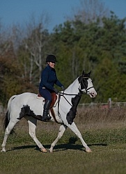 American Paint Under Saddle English