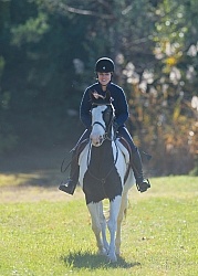 American Paint Under Saddle English