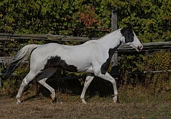 American Paint Horse Free Running