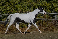 American Paint Horse Free Running
