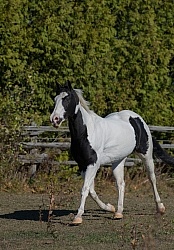 American Paint Horse Free Running
