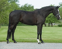 Oldenburg Conformation 