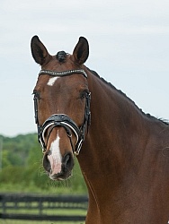 Hanoverian Portrait