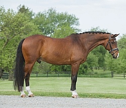 Hanoverian Conformation