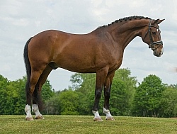 Hanoverian Conformation