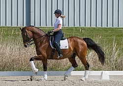 Hanoverian Ridden Dressage
