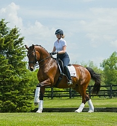 Hanoverian Ridden Dressage