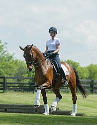 Hanoverian Ridden Dressage