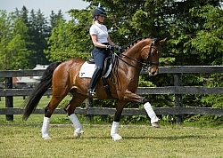 Hanoverian Ridden Dressage