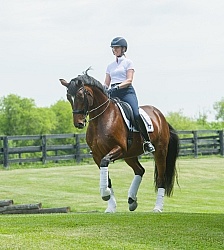 Oldenburg Ridden Dressage