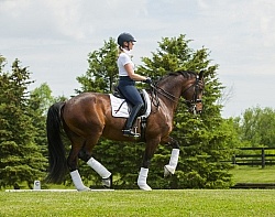 Oldenburg Ridden Dressage