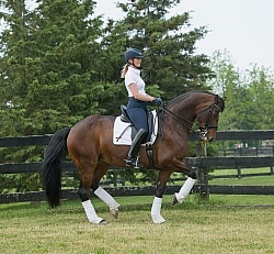 Oldenburg Ridden Dressage