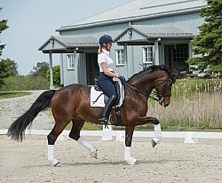 Oldenburg Ridden Dressage