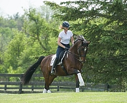  Oldenburg Ridden Dressage