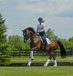  Oldenburg Ridden Dressage