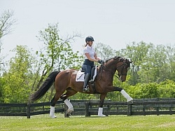 Oldenburg Ridden Dressage