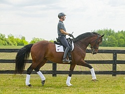 Oldenburg Ridden Dressage