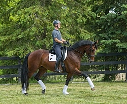 Oldenburg Ridden Dressage