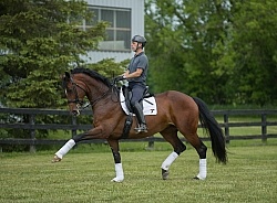 Oldenburg Ridden Dressage