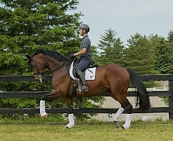 Oldenburg Ridden Dressage
