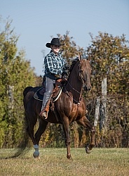 Saddlebred Ridden Western