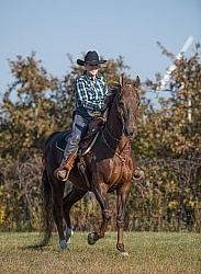 Saddlebred Ridden Western