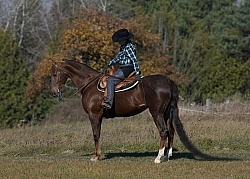 Saddlebred Ridden Western