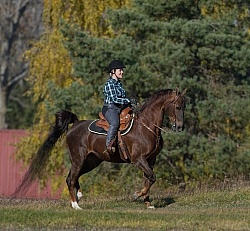 Saddlebred Ridden Western