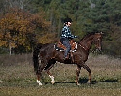 Saddlebred Ridden Western