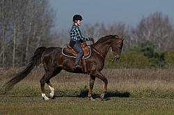 Saddlebred Ridden Western