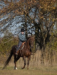 Saddlebred Ridden Western