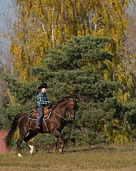 Saddlebred Ridden Western