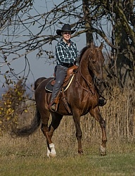 Saddlebred Ridden Western