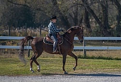 Saddlebred Ridden Western