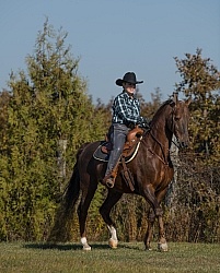Saddlebred Ridden Western