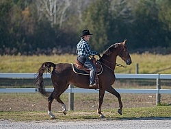 Saddlebred Ridden Western