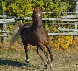 American Saddlebred Free Running