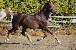 American Saddlebred Free Running